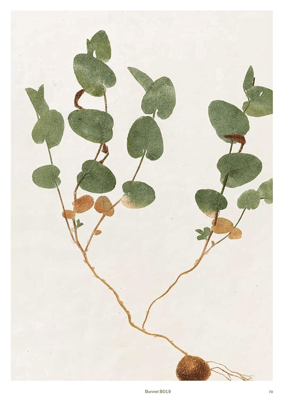 Capturing Nature: 150 Years of Nature Printing